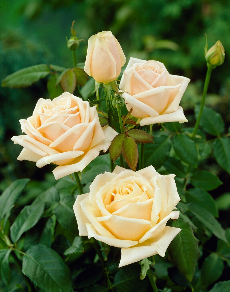 rose [Diamond Jubilee]