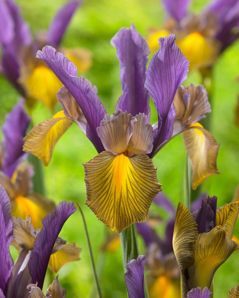 <i>Iris</i> <i>ensata</i> 'Picasso'