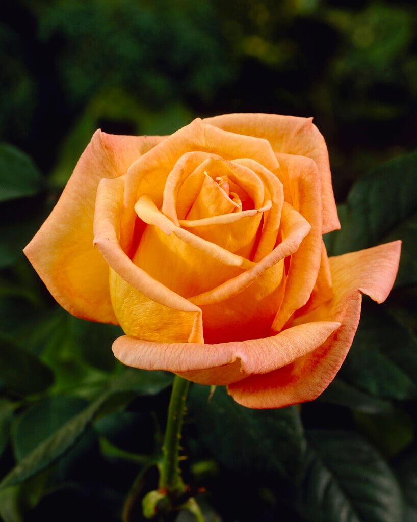 rose 'Doris Tysterman'