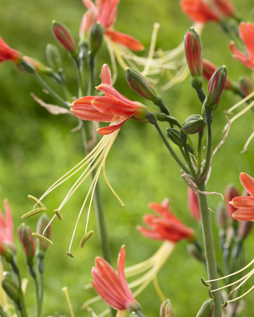 <i>Eucrosia</i> <i>aurantiaca</i>