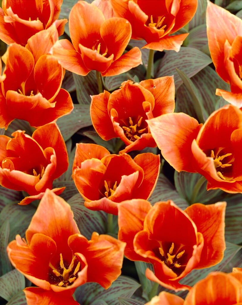 tulip 'Calypso'