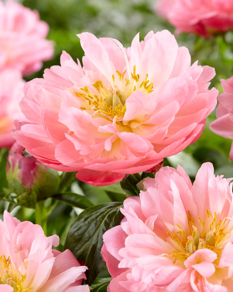 peony 'Pink Hawaiian Coral'