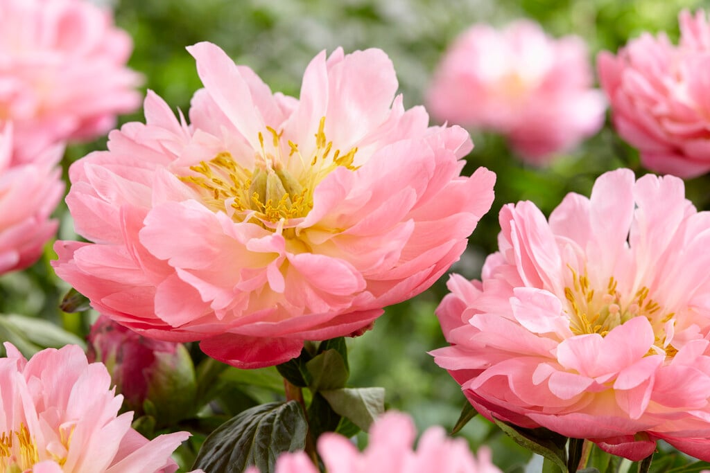 peony 'Pink Hawaiian Coral'