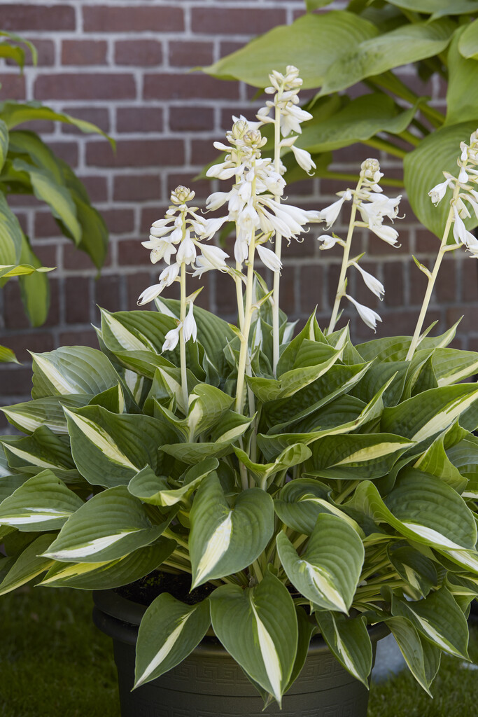 plantain lily 'Ann Kulpa'