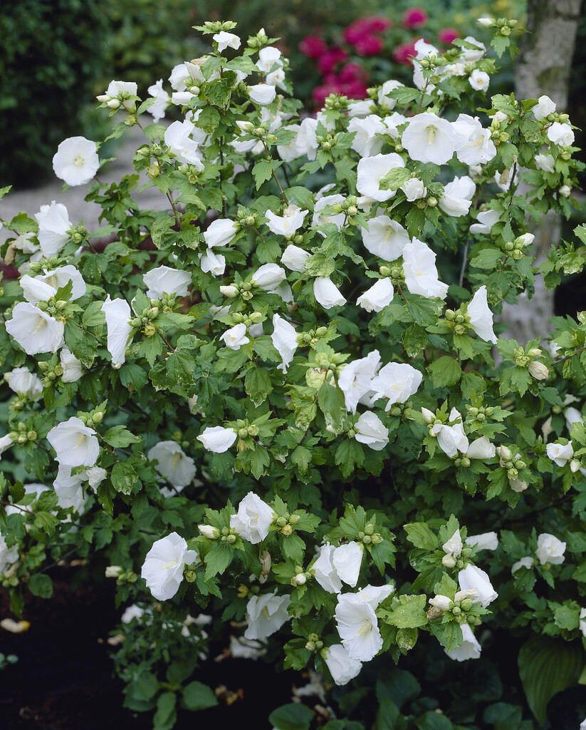 <i>Hibiscus</i> white