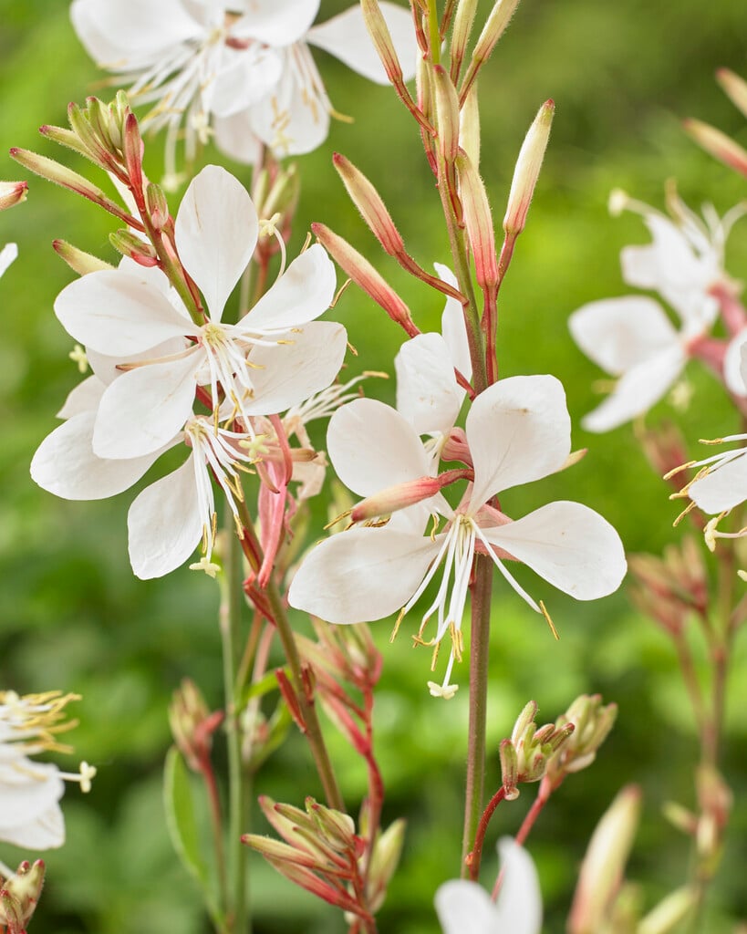 white gaura [Snow Fountain]