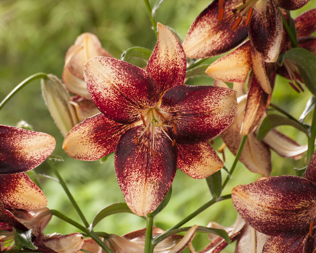 lily 'Chocolate Event'