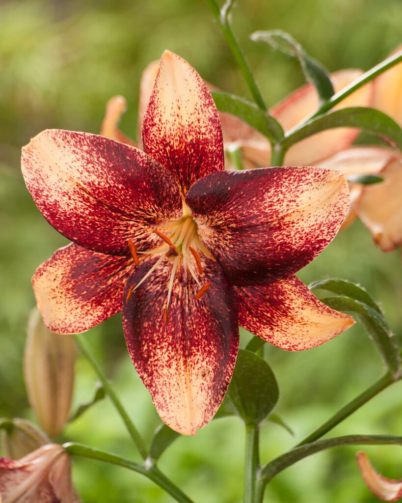 lily 'Chocolate Event'