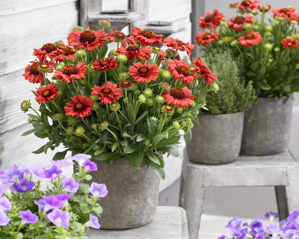 blanketflower 'Celebration'