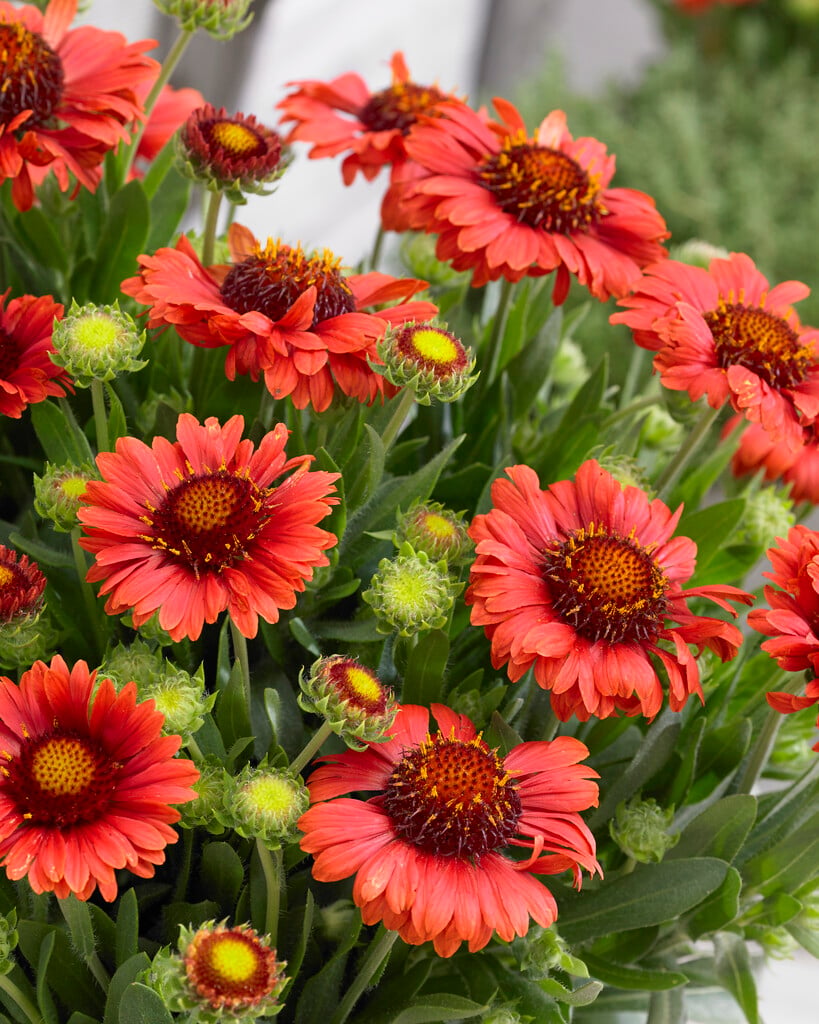 blanketflower 'Celebration'