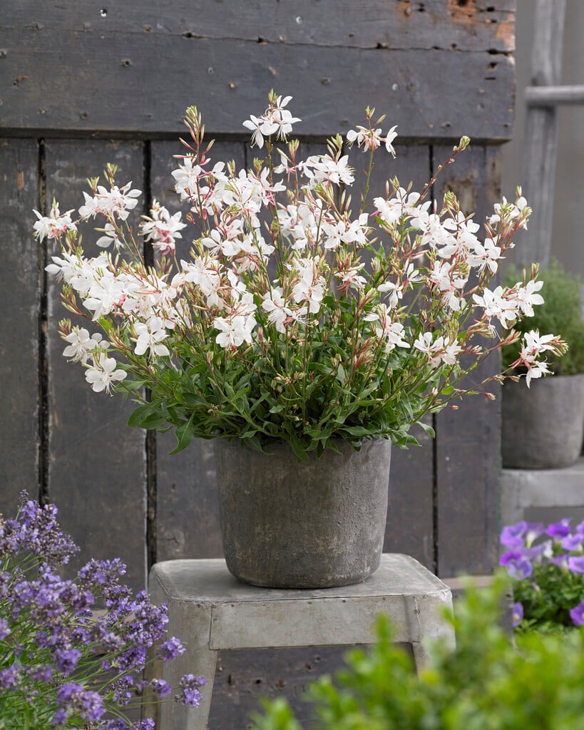 white gaura [Snow Fountain]