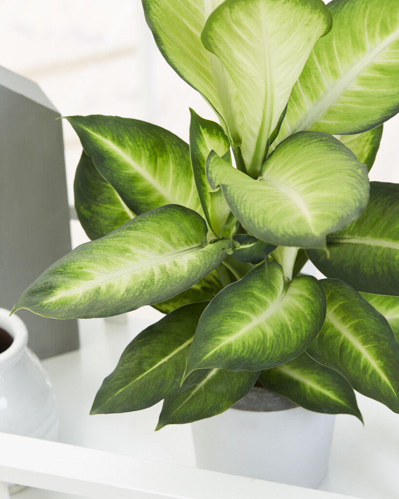 <i>Dieffenbachia</i> 'Summer Style'