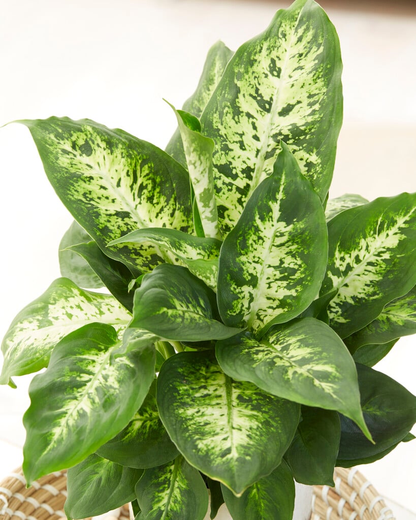 <i>Dieffenbachia</i> 'Compacta' (v)