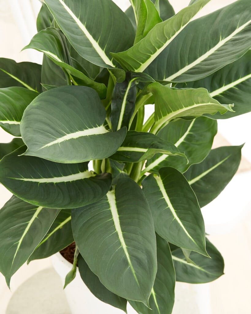 dumb cane 'Green Magic'