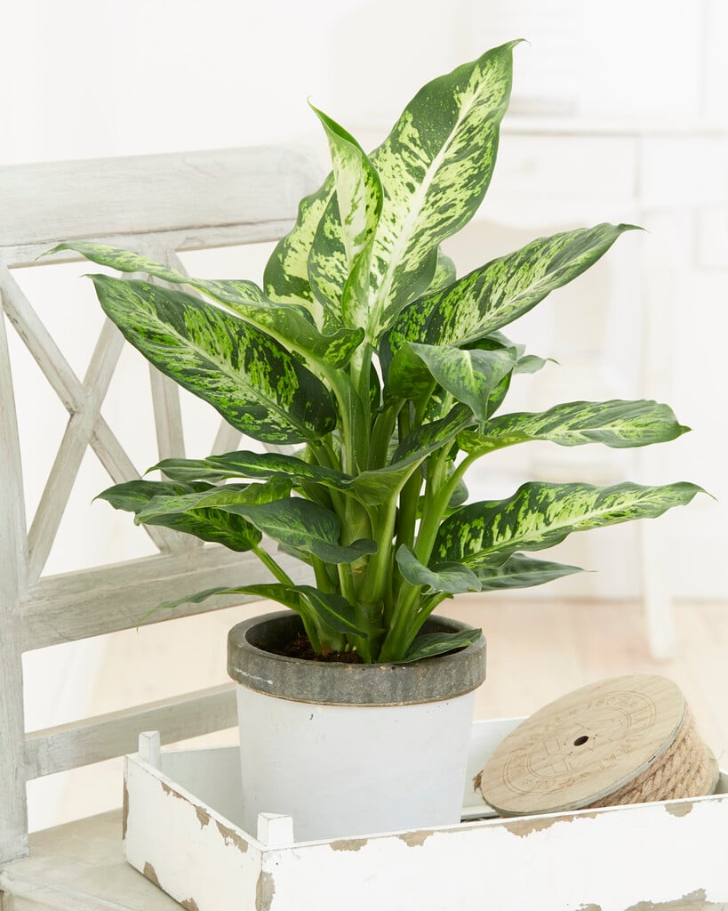 <i>Dieffenbachia</i> 'Sublime' (v)