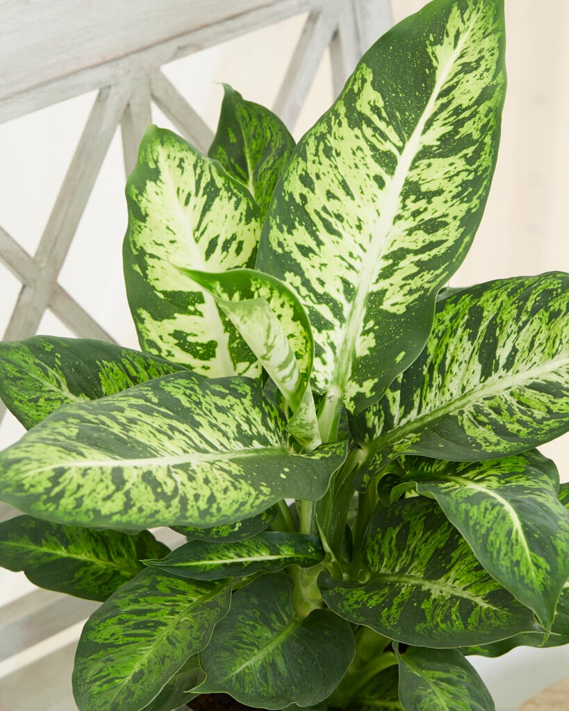 <i>Dieffenbachia</i> 'Sublime' (v)