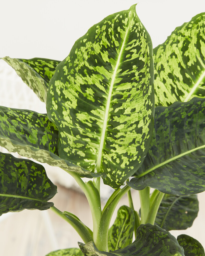 <i>Dieffenbachia</i> 'Reflector' (v)