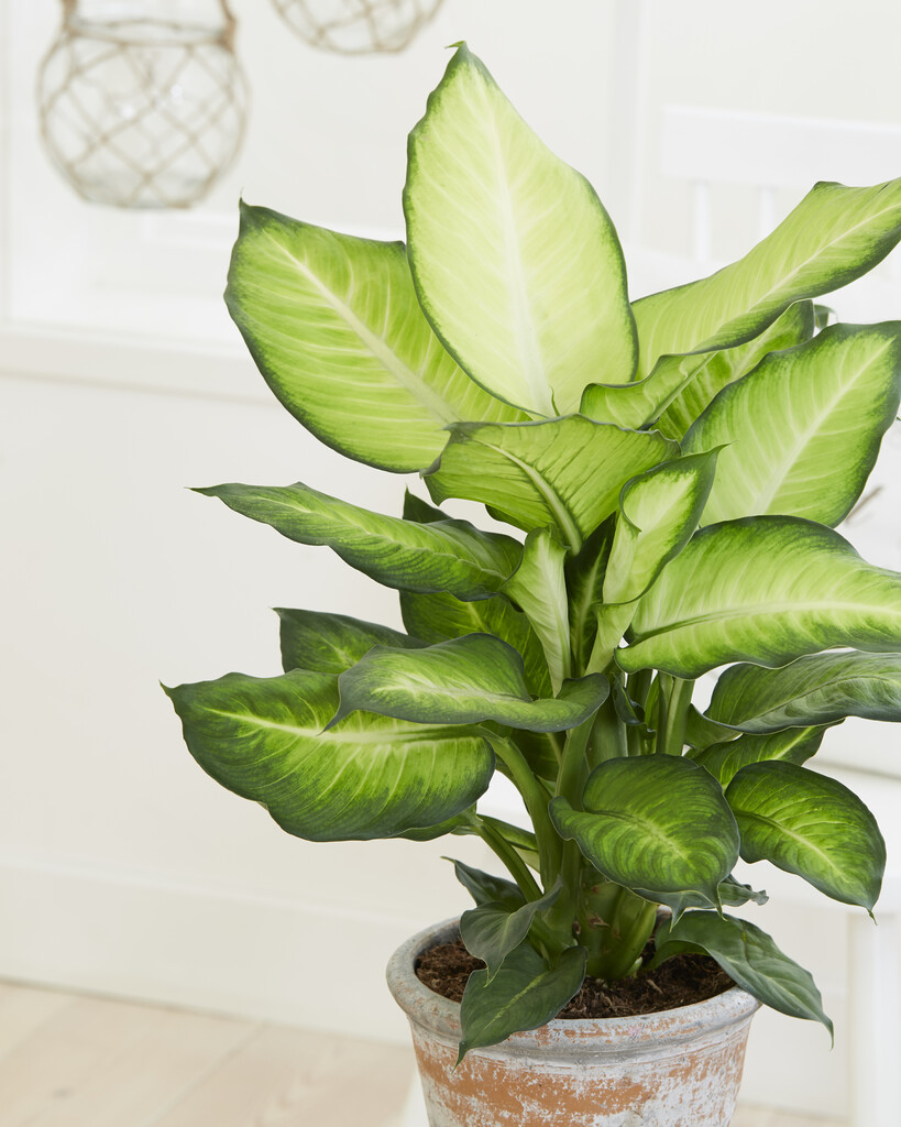 <i>Dieffenbachia</i> 'Summer Style'