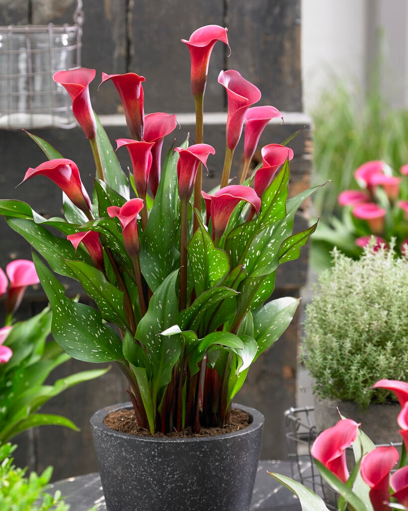 arum lily 'Red Charm'