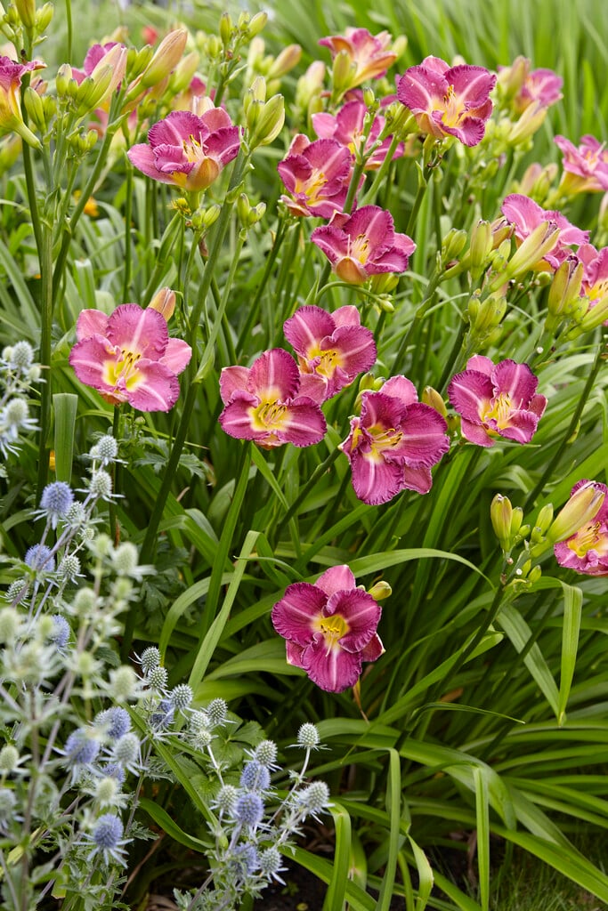 daylily 'Entrapment'