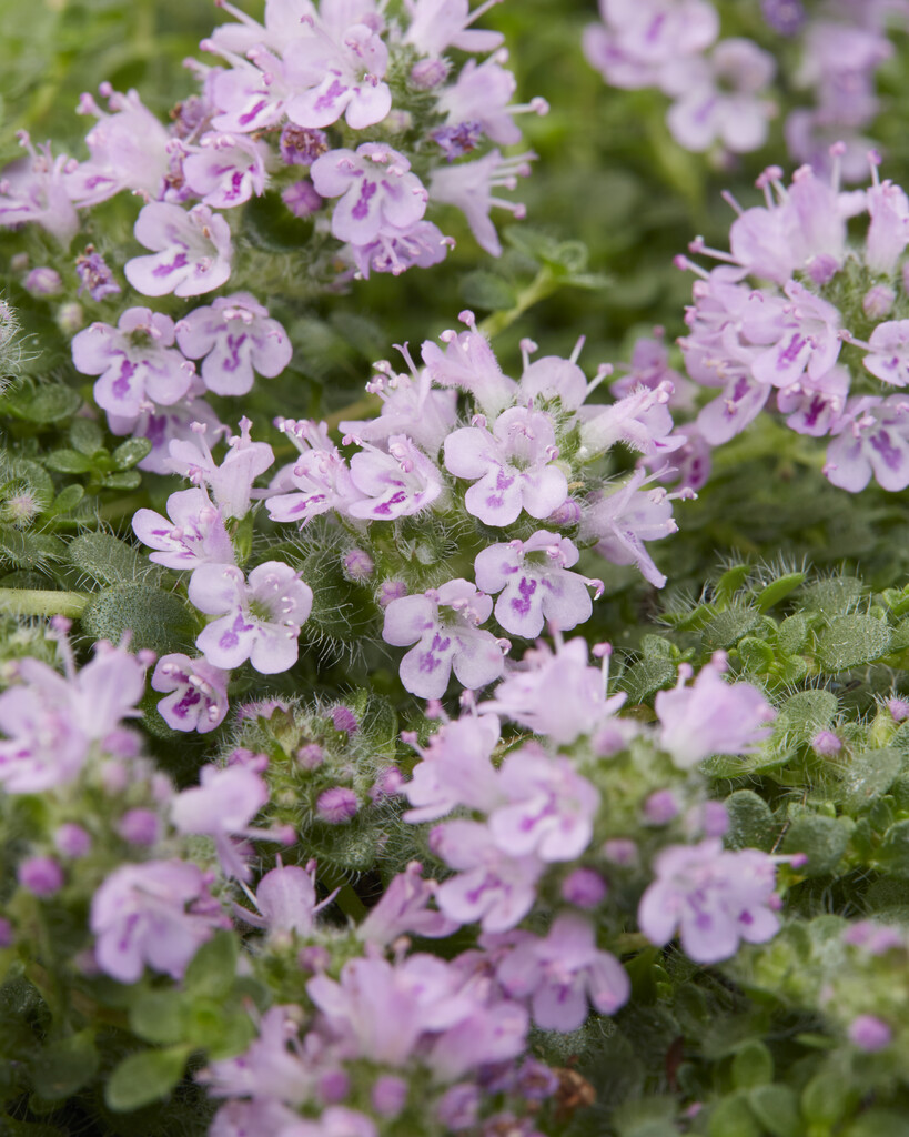 thyme 'Elfin'