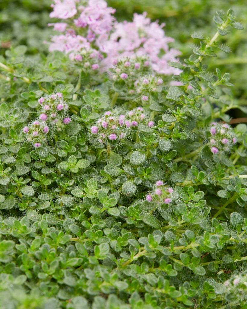 thyme 'Elfin'