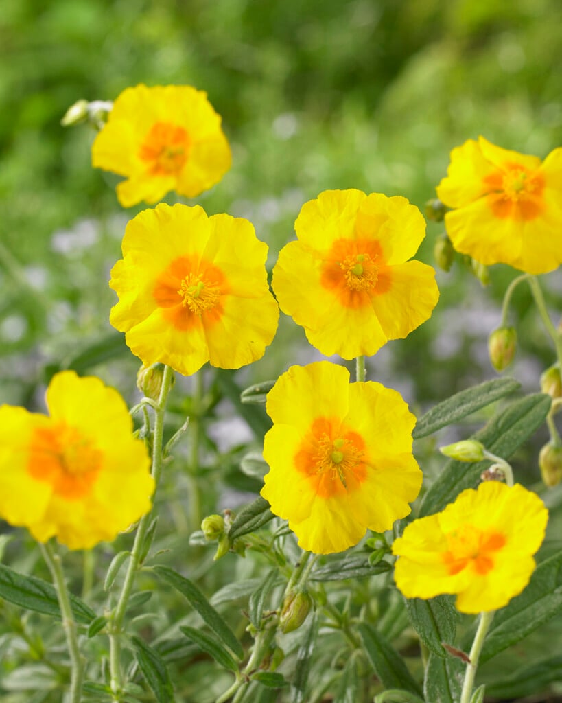 rock rose 'Golden Queen'