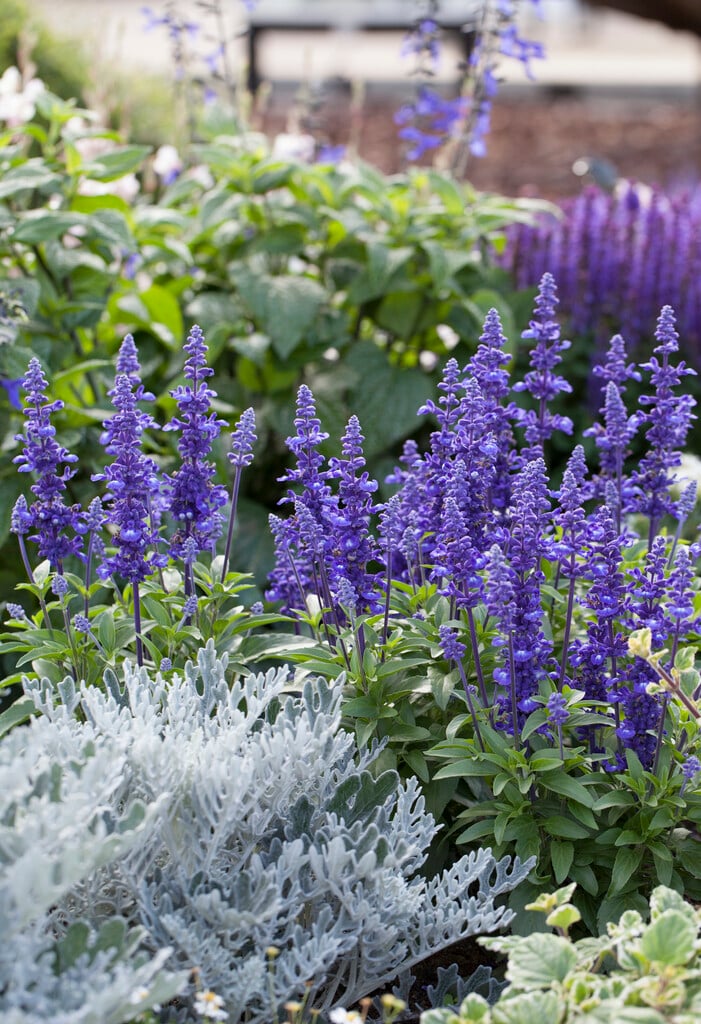 mealy sage