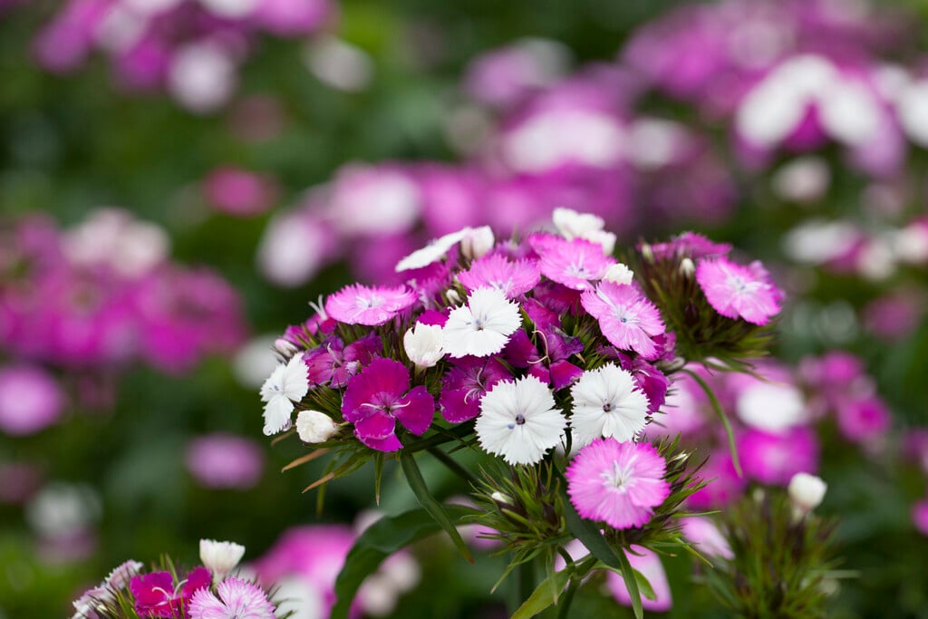 sweet william [Dash Magician]