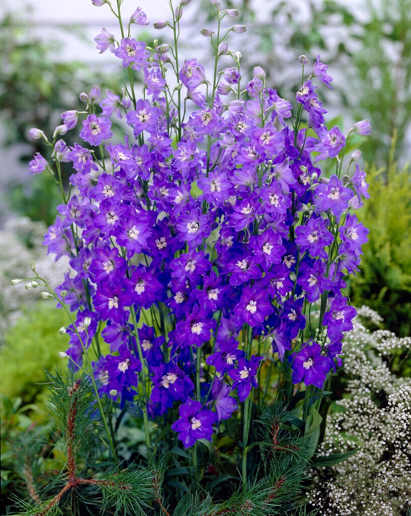 <i>Delphinium</i> 'Independence'