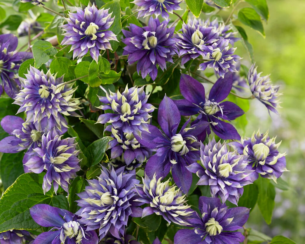 clematis 'Taiga'
