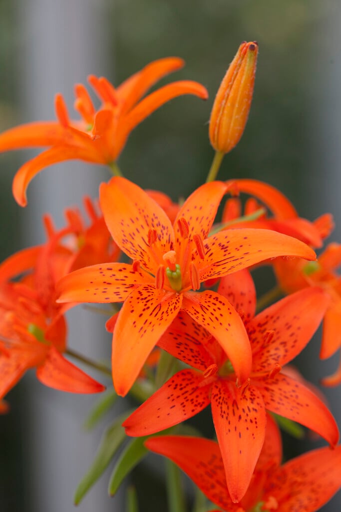 morning star lily