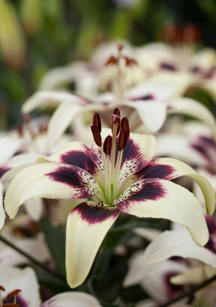 lily 'Patricia's Pride'