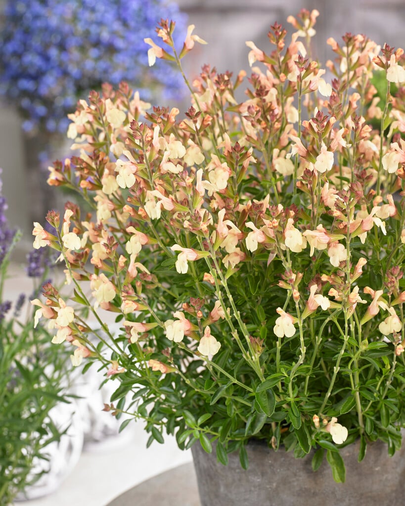 sage 'Golden Girl'