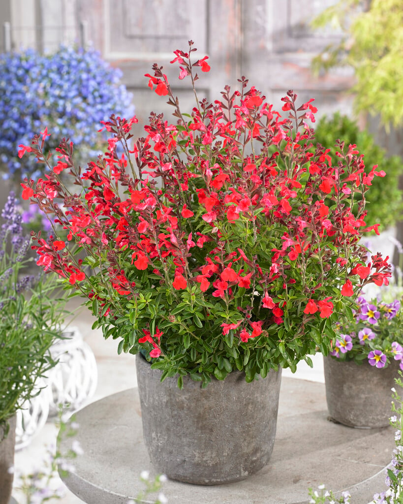<i>Salvia</i> [<span style="font-variant: small-caps;">Arctic Blaze Red</span>] ('Novasalred') (Arctic Blaze Series)