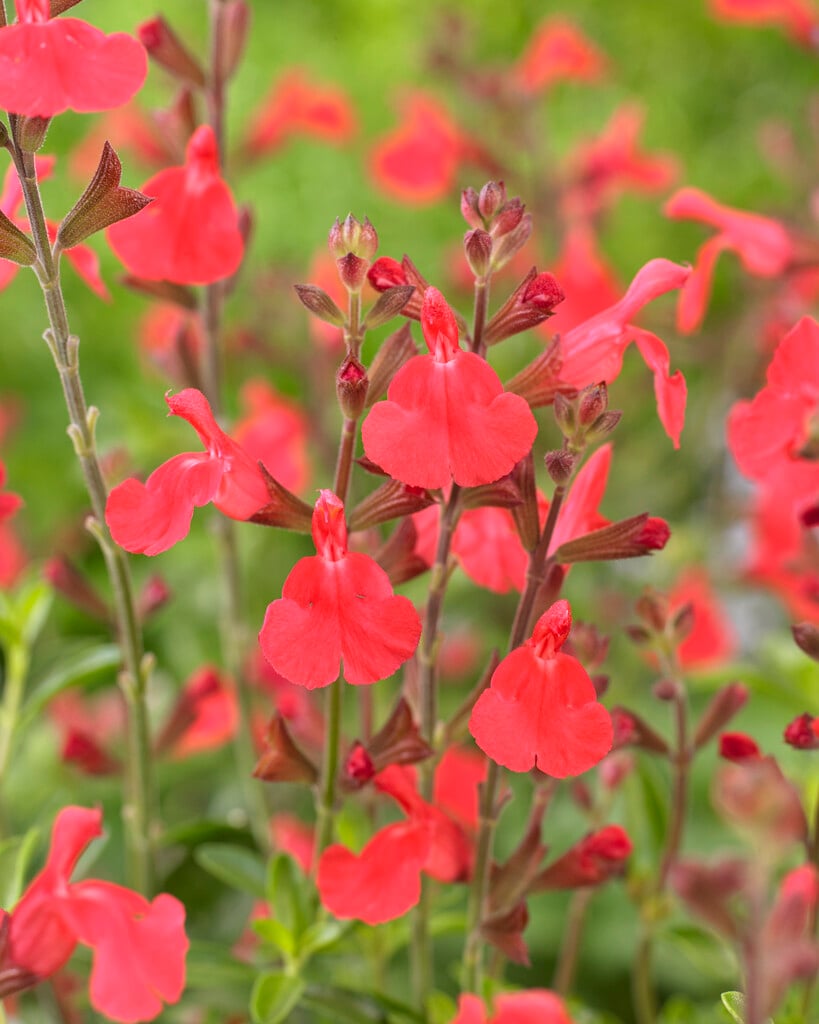 <i>Salvia</i> 'Fire Dancer' (Suncrest Series)