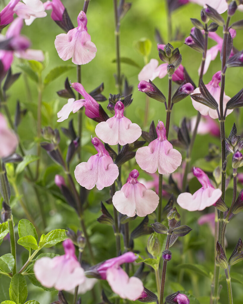 sage 'Dancing Dolls'