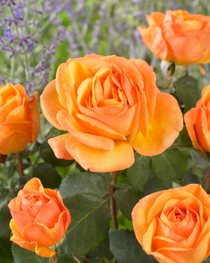 rose [Good as Gold]
