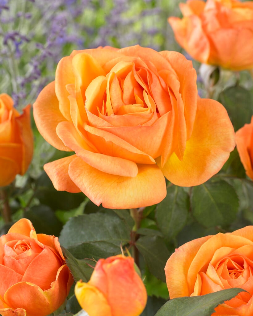 rose [Good as Gold]