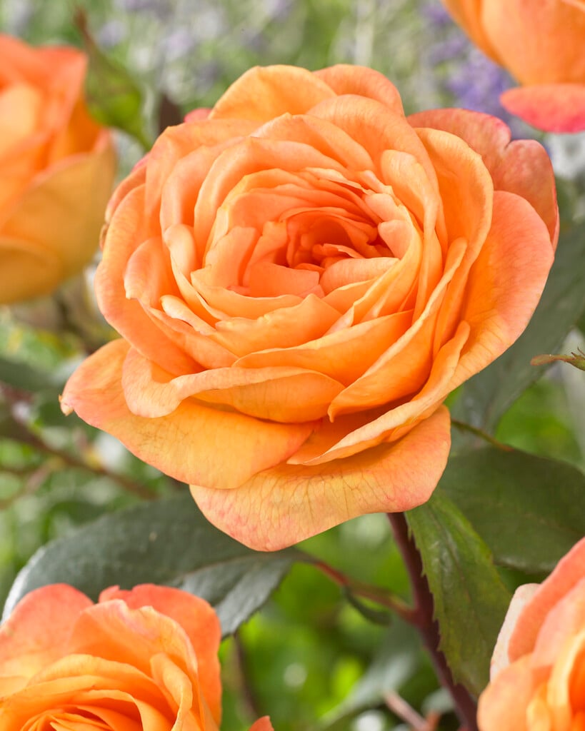 rose [Strike it Rich]