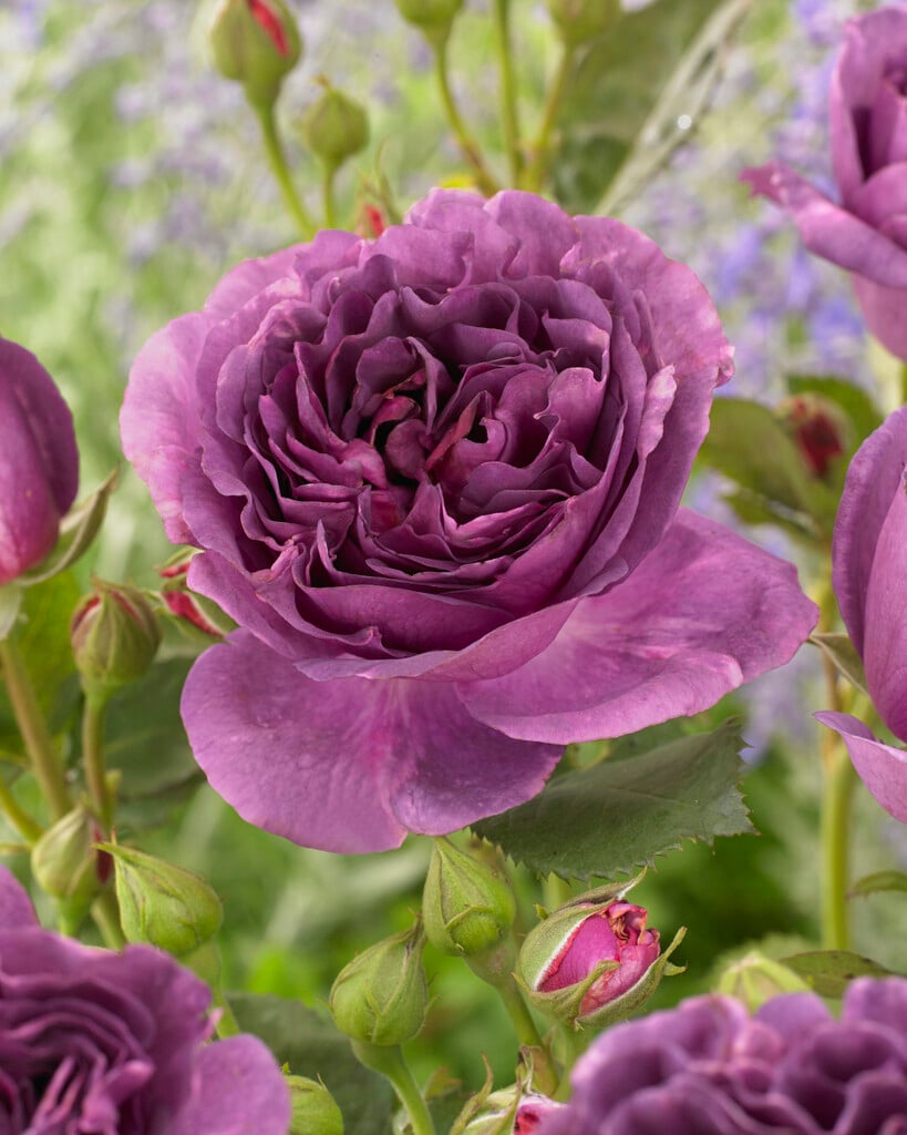 rose [Minerva]
