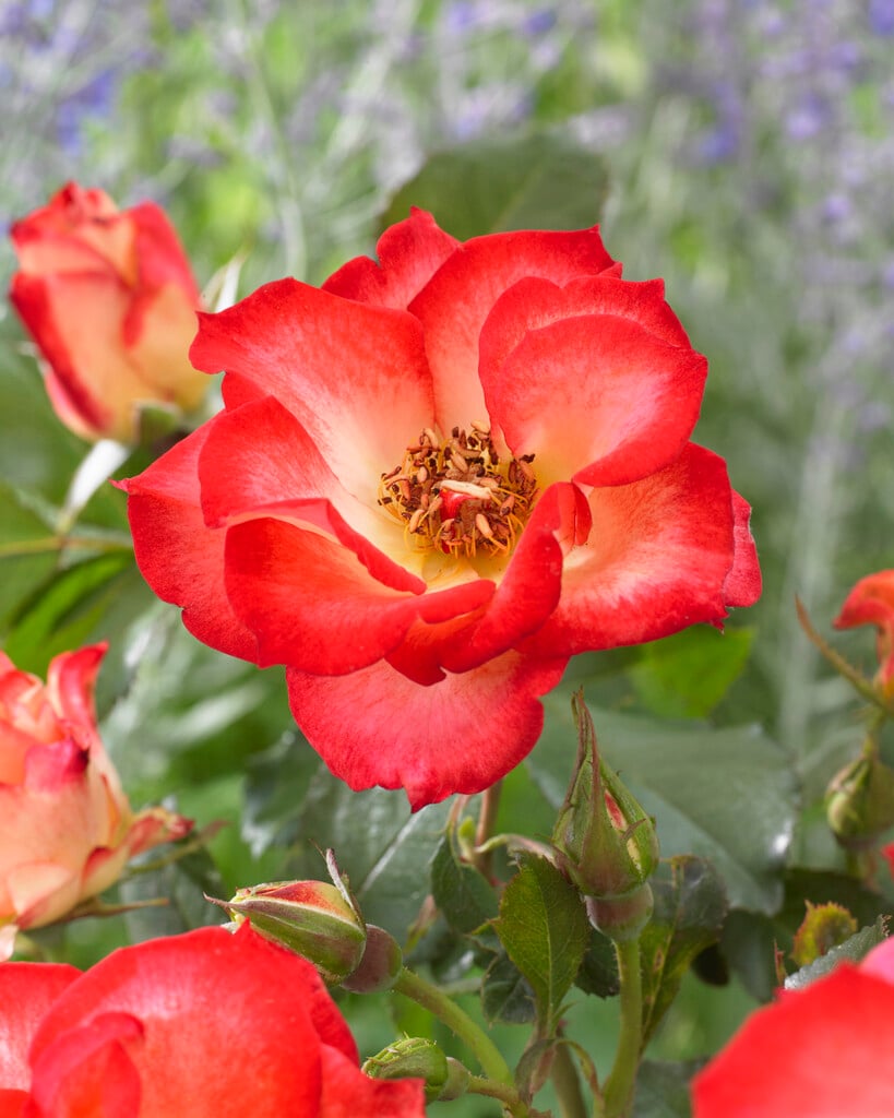 rose [Betty Boop]