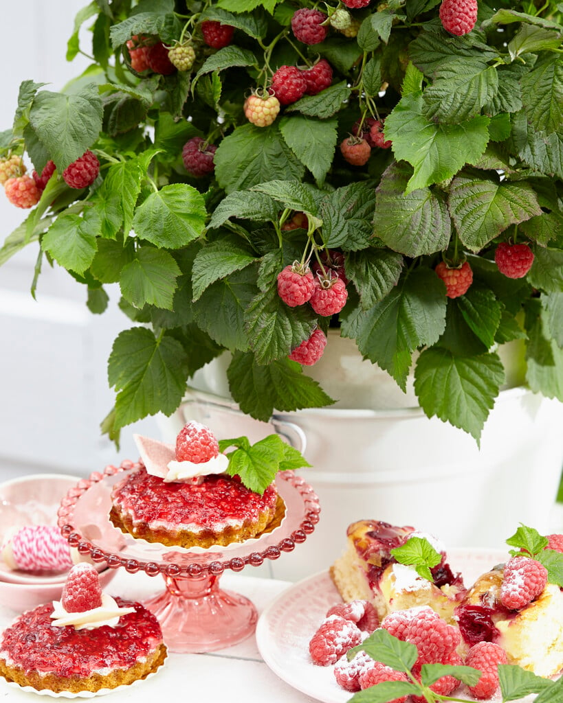raspberry 'Yummy'