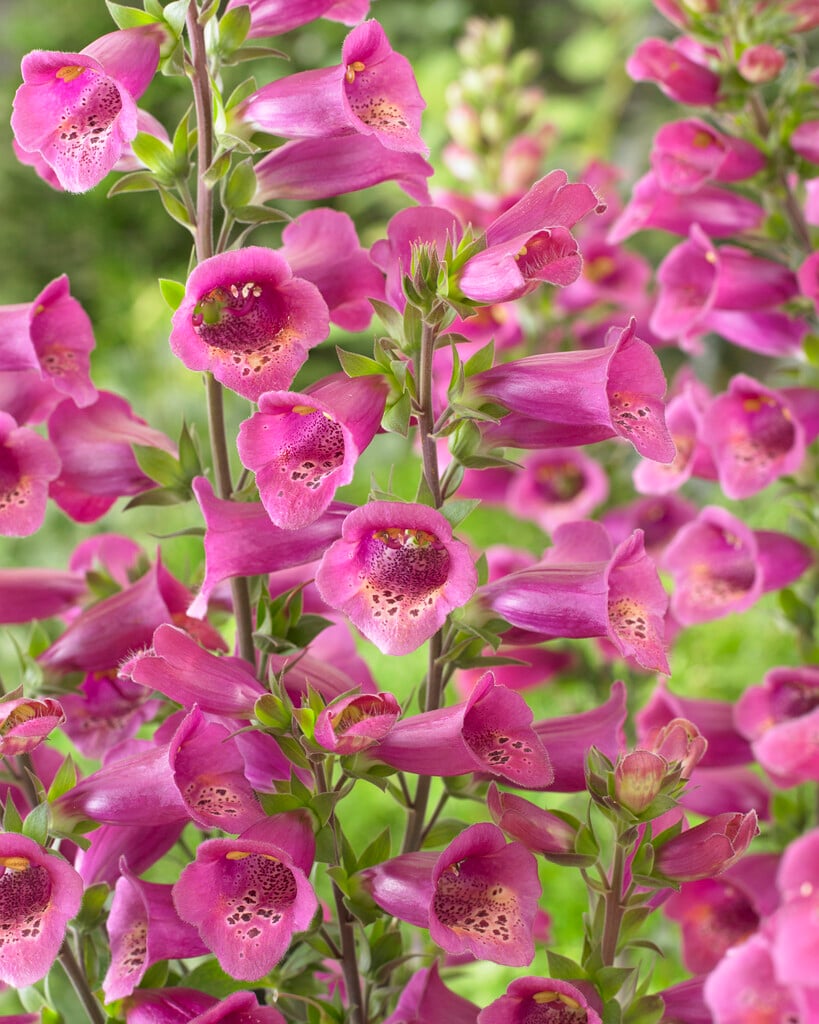 foxglove [Foxlight Plum Gold]