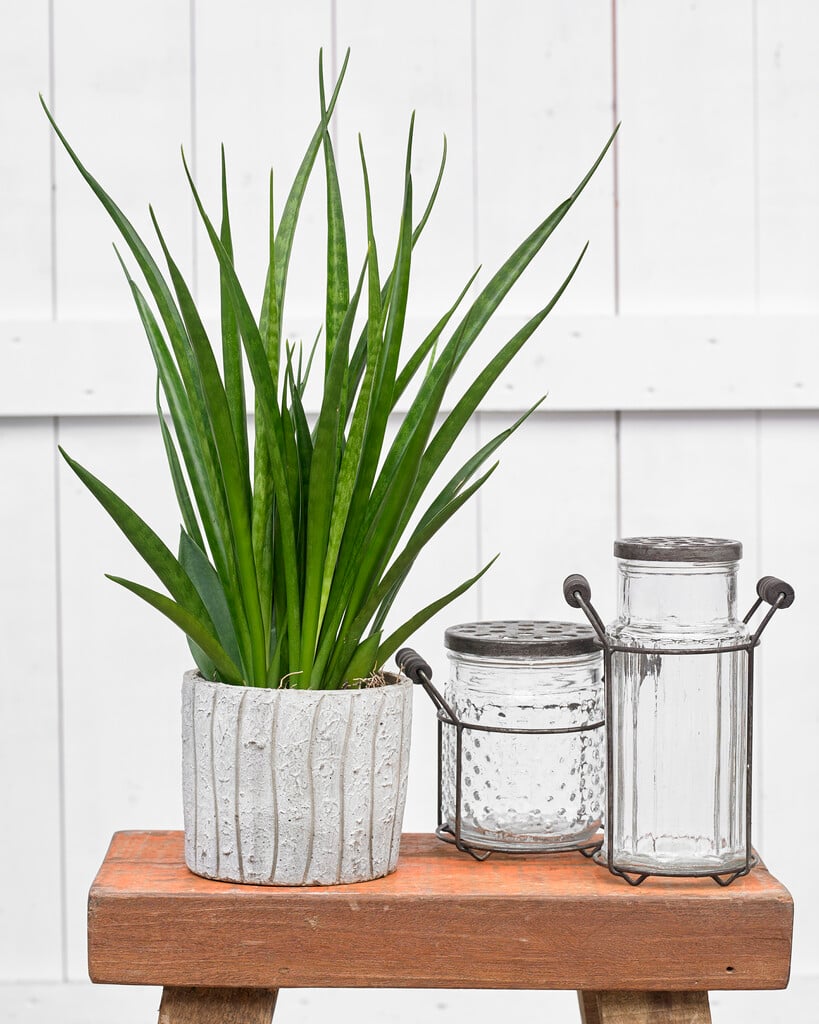 <em>Sansevieria</em> <em>kirkii</em> 'Farah'<sup>PBR</sup>