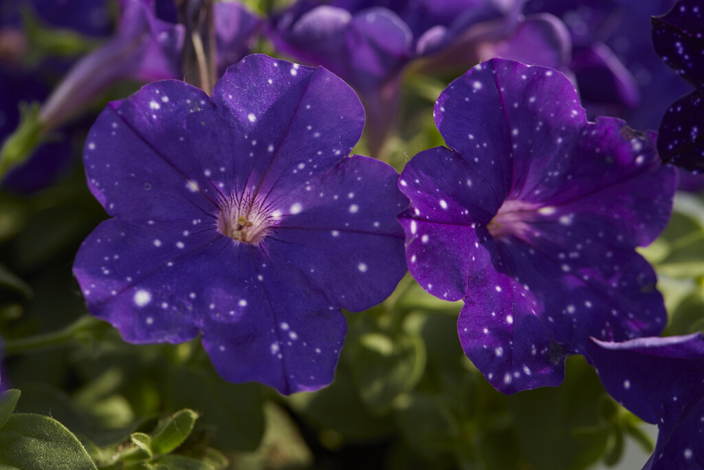 <i>Petunia</i> [<span style="font-variant: small-caps;">Constellation Virgo</span>] ('Wespecovi') (Constellation Series)
