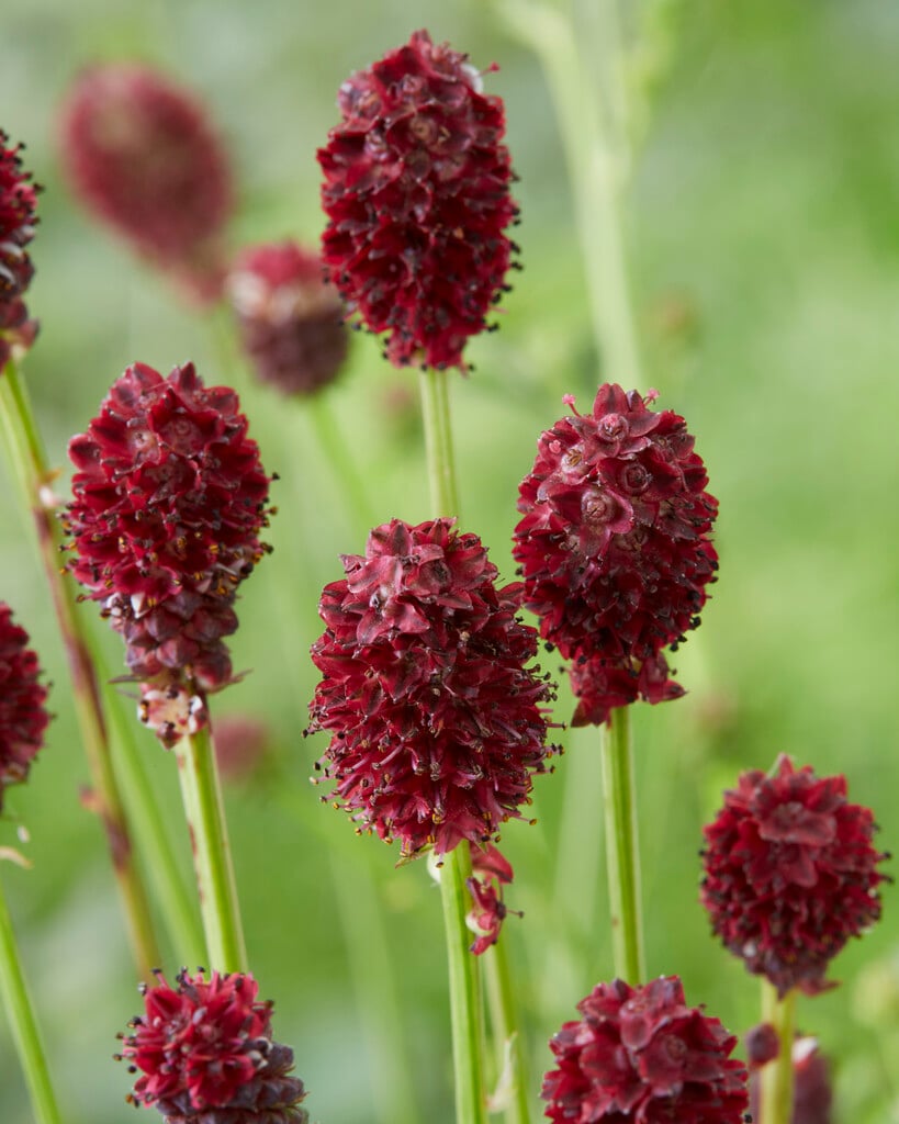 burnet 'Tanna'