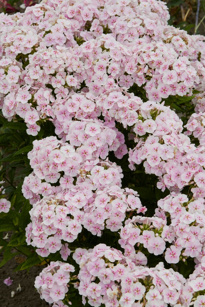 perennial phlox [Younique Bicolor]