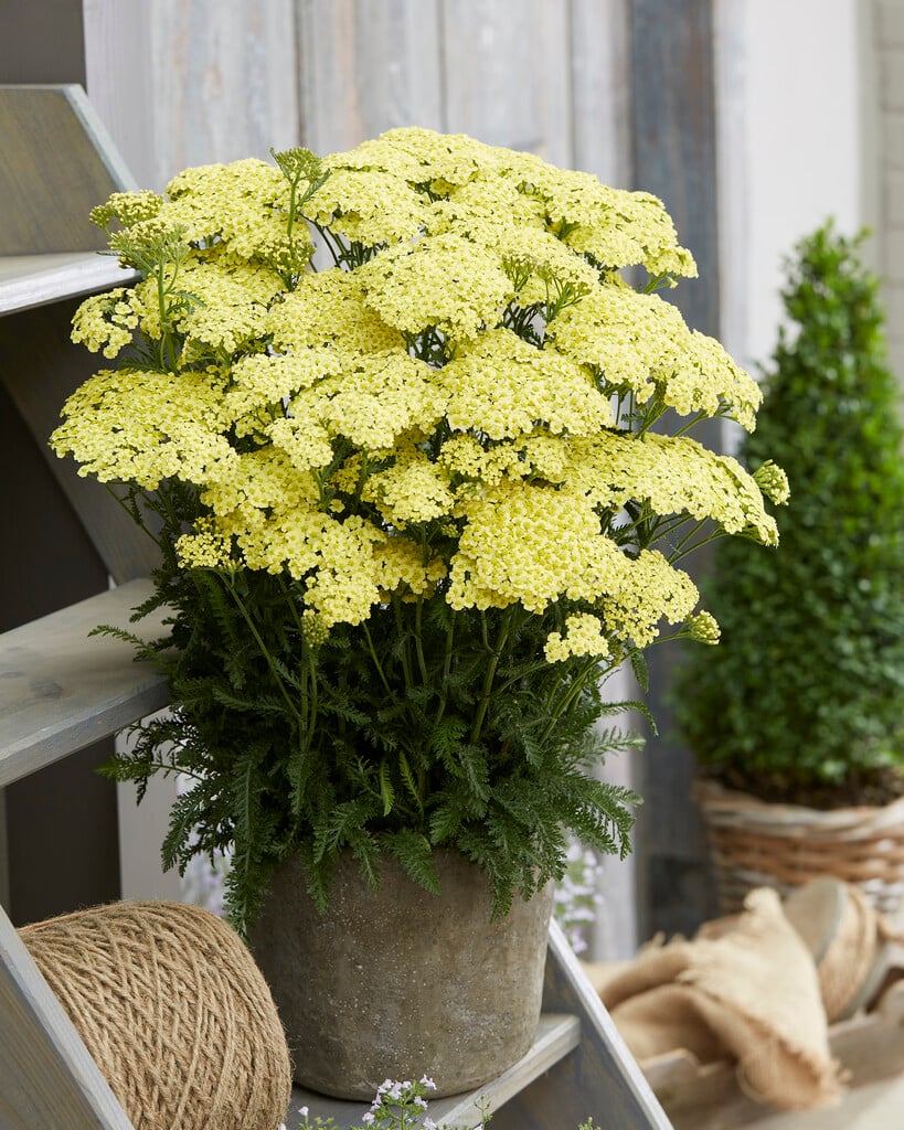 yarrow 'Sunny Seduction'