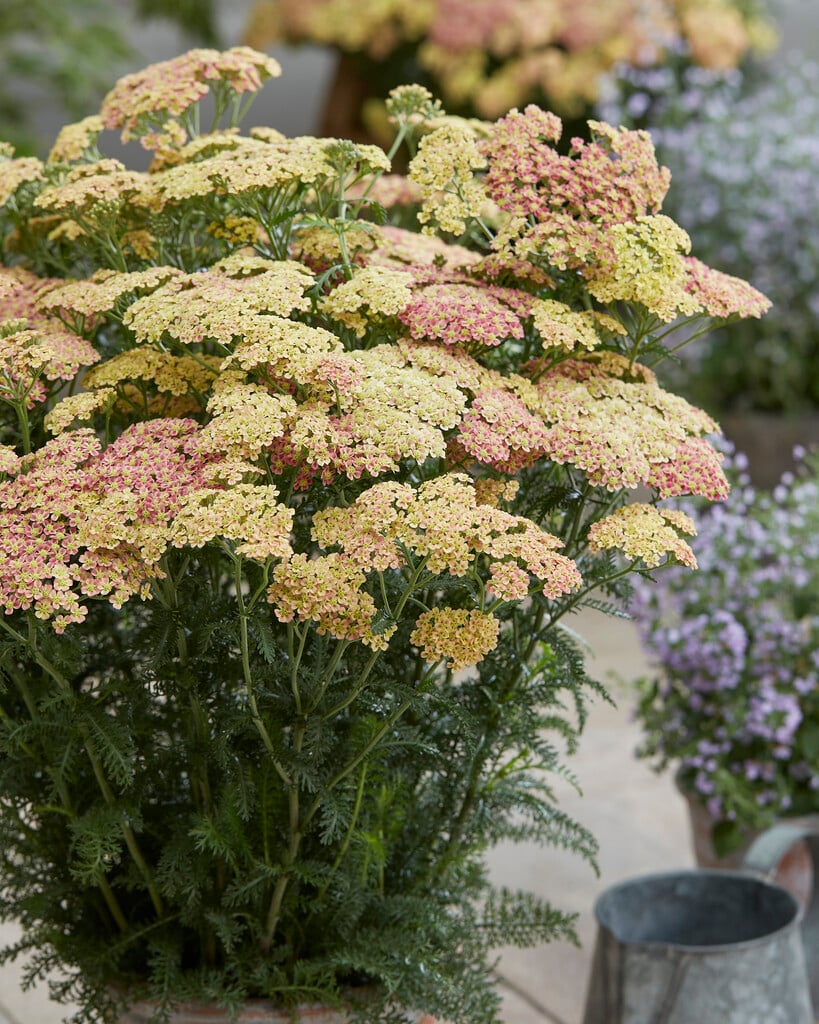 yarrow 'Peachy Seduction'